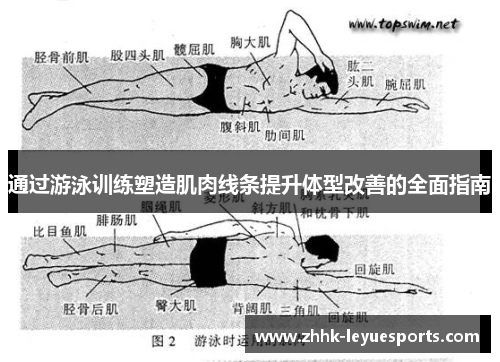 通过游泳训练塑造肌肉线条提升体型改善的全面指南